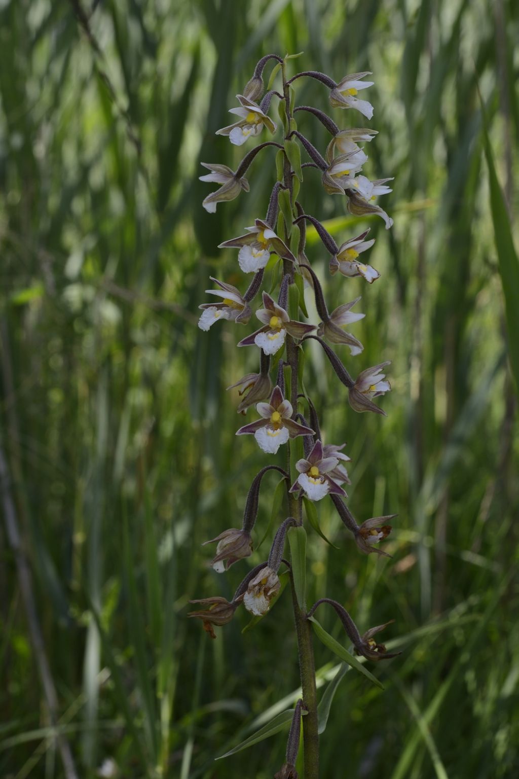 Epipactis  palustris